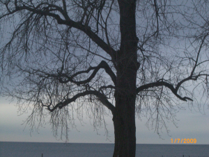 Tree at dusk | Barbara Moon Books